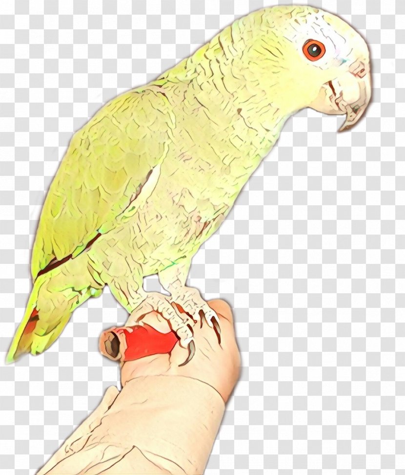 Bird Parrot Beak Parakeet Budgie - Lorikeet Transparent PNG