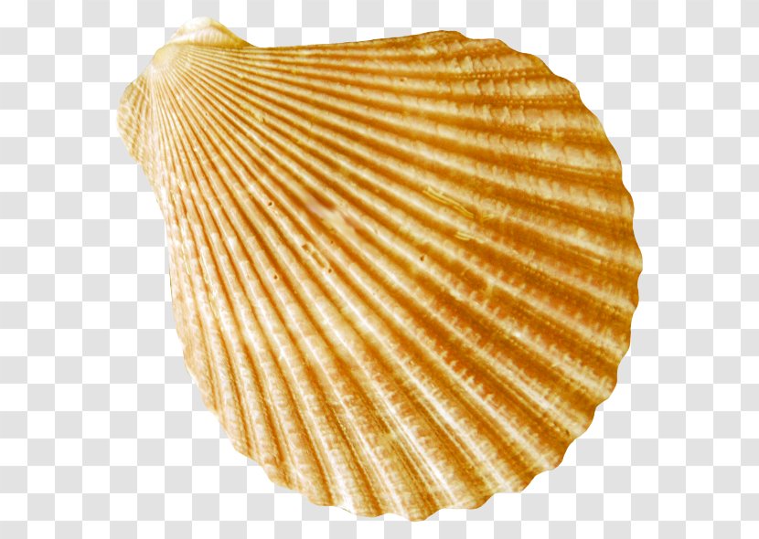 Cockle Seafood Conch - Conchology Transparent PNG
