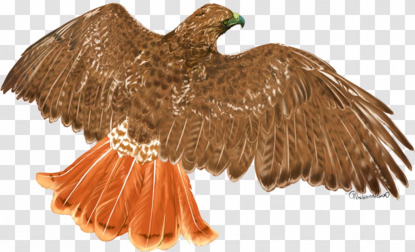 Red-tailed Hawk Eagle Bird - Golden Transparent PNG
