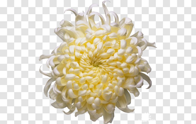 Chrysanthemum Time Fuse Candle - Dahlia Transparent PNG