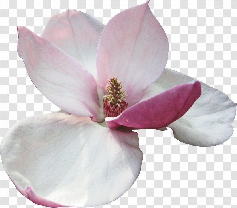 Magnolia Flower Perfume Garden Roses - Digital Image Transparent PNG