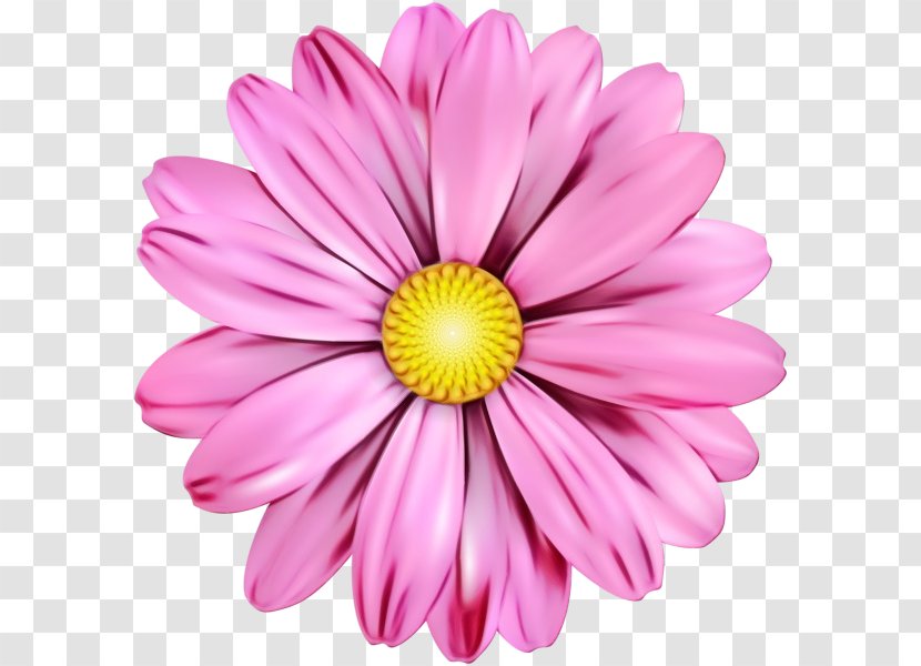 Daisy - Pink - Family Transparent PNG