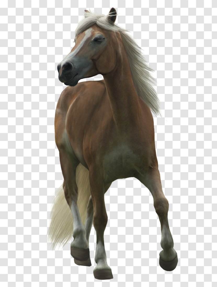 Haflinger Shetland Pony Clip Art - Horse - Painted Icon,Steed Transparent PNG
