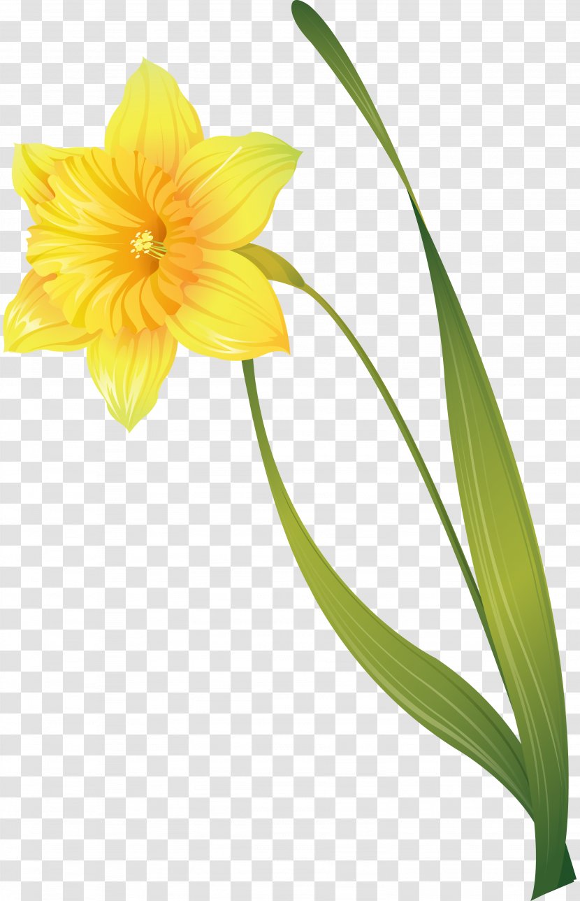 Narcissus Jonquilla Flower Clip Art - Cut Flowers Transparent PNG