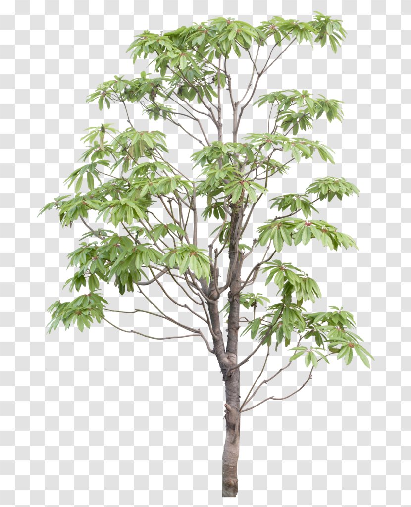 Branch Tree - Data Conversion - Tmall Wedding Fair Transparent PNG