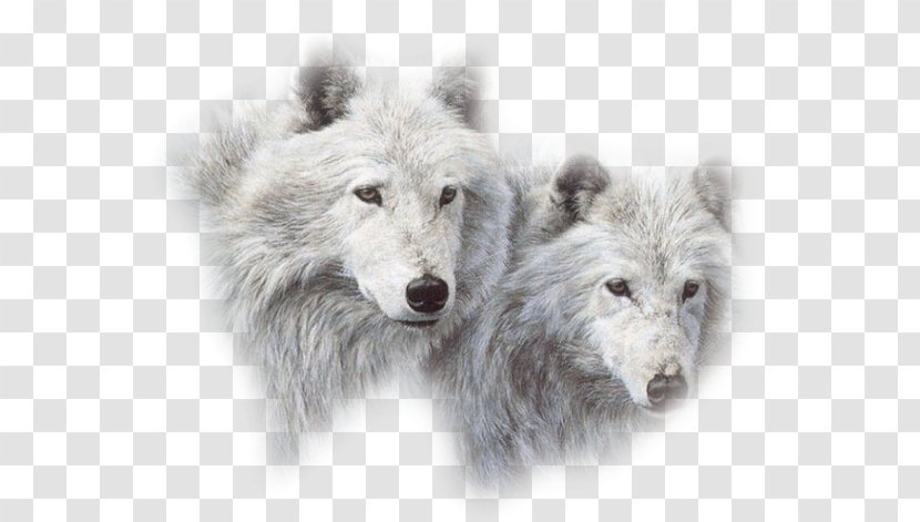 Puppy Arctic Wolf Siberian Husky Lone Canidae - Aullido Transparent PNG