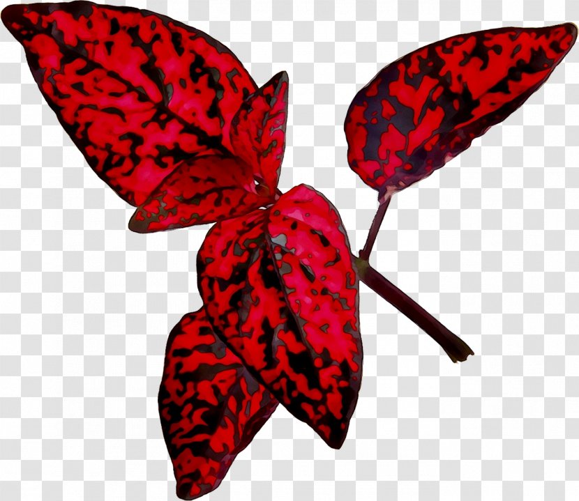 Brush-footed Butterflies Moth Leaf RED.M - Wing - Plant Transparent PNG