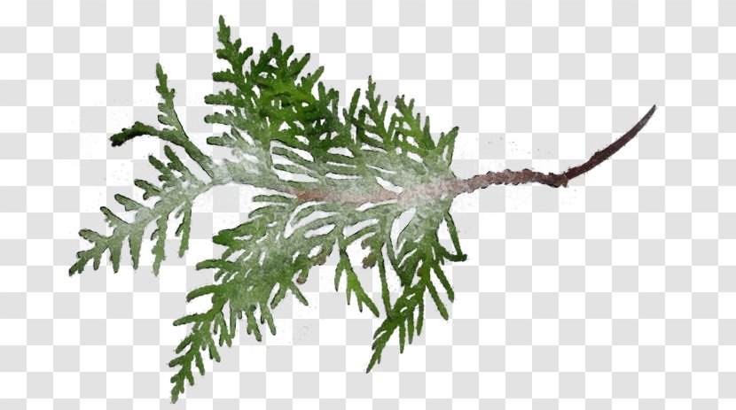 Shortleaf Black Spruce Canadian Fir Plant Jack Pine Oregon - Colorado - Red Juniper Leaf Transparent PNG