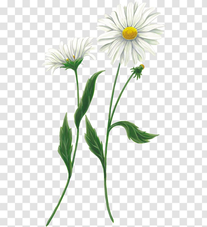 Clip Art Flower Chamomile JPEG - Petal Transparent PNG
