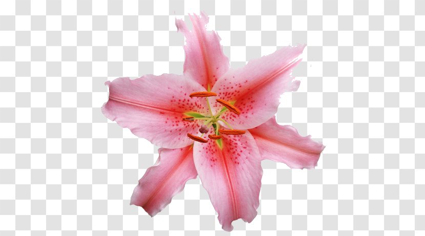 Lilium Candidum Pink Flowers - Hippeastrum - Lily Transparent PNG