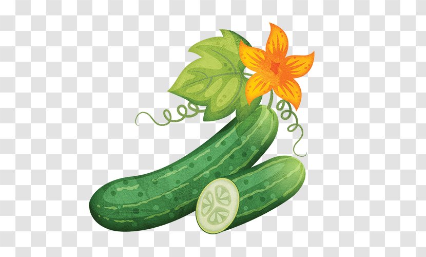 Cucumber Zucchini Vegetable Melon Transparent PNG