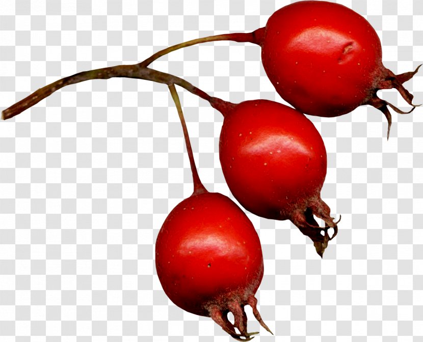 Rose Hip Frutti Di Bosco Hawthorn Clip Art - Berries Picture Transparent PNG