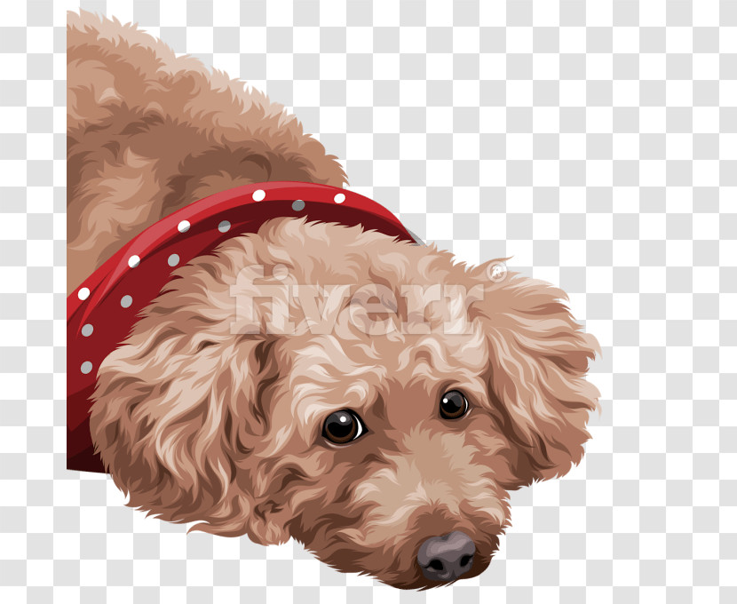 Dog Poodle Cockapoo Puppy Toy Poodle Transparent PNG