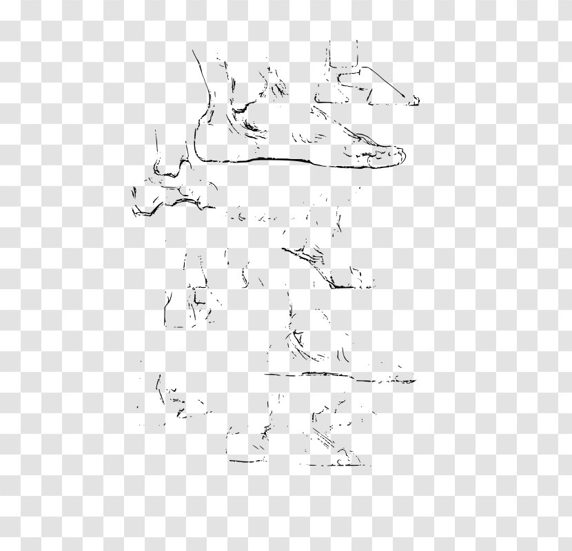 Constructive Anatomy Drawing Sketch - Bird Transparent PNG