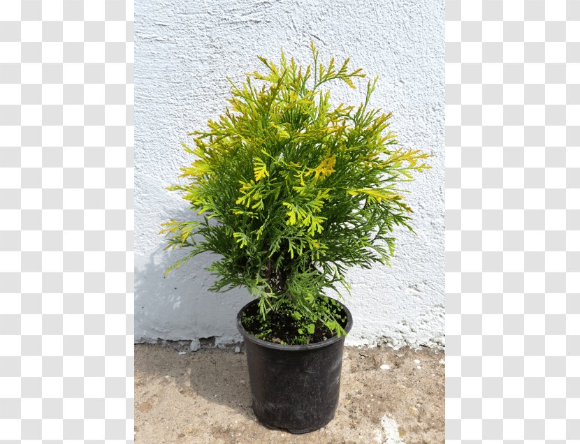 Conifers Tree Evergreen Shrub Juniper - Golden Globe Transparent PNG
