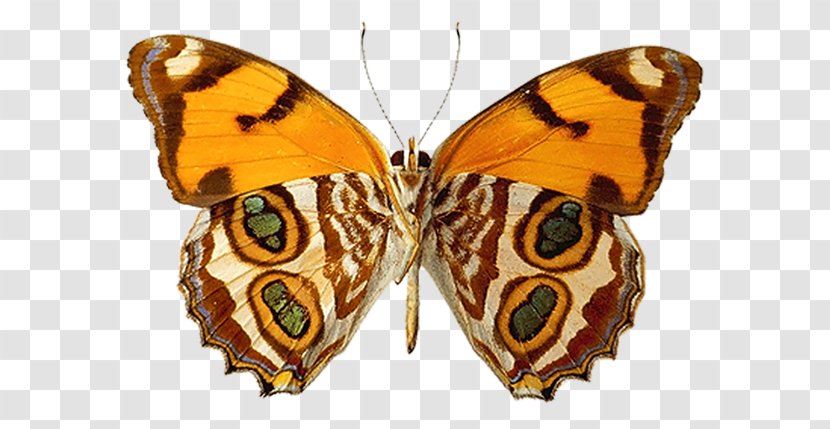 Butterfly Insect Nymphalidae Clip Art - Photography Transparent PNG