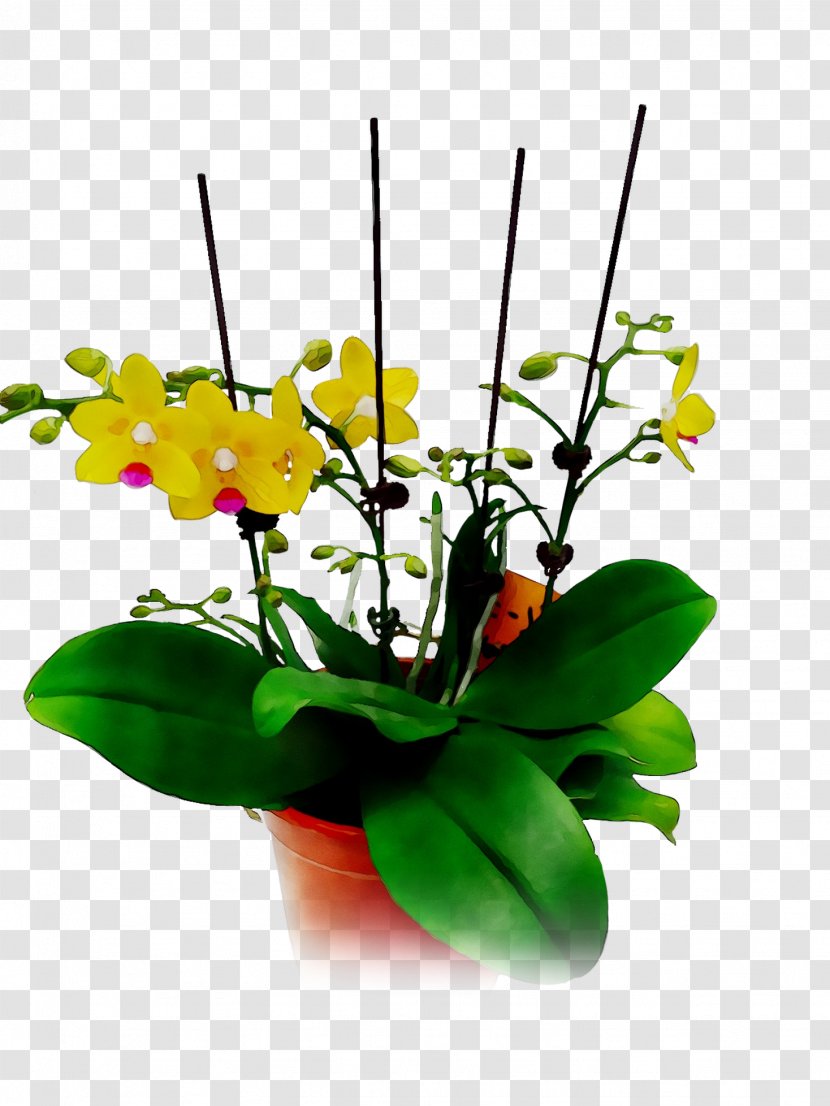 Floral Design Cut Flowers Moth Orchids Yellow - Artificial Flower - Houseplant Transparent PNG