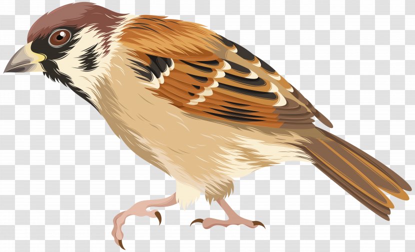 House Sparrow Bird Parrot - Feather Transparent PNG