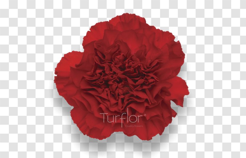 Carnation Cut Flowers Red TurboSquid - Peach - Lilac Flower Transparent PNG