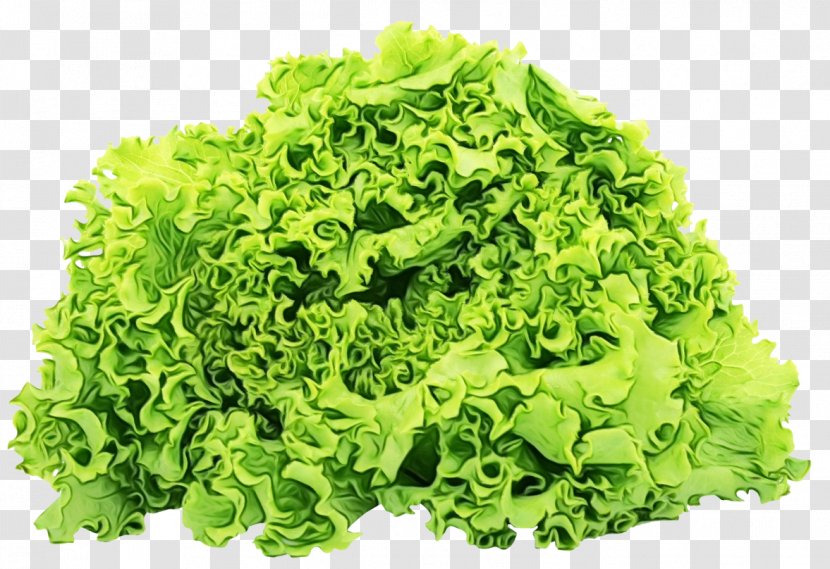Leaf Vegetable Iceburg Lettuce Food - Plant - Vegetarian Transparent PNG