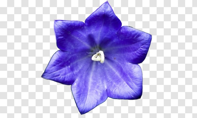 Harebell .no Spirit Earth Tumblr - No - Sapphire Blue Flowers Transparent PNG