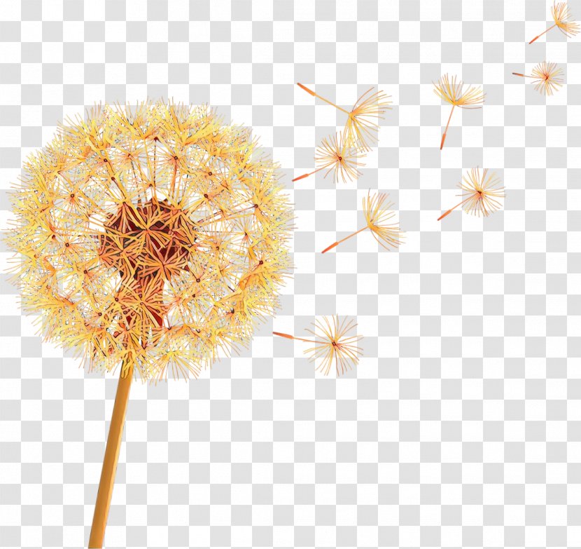 Dandelion Desktop Wallpaper Cut Flowers Transvaal Daisy Computer - Plant Transparent PNG