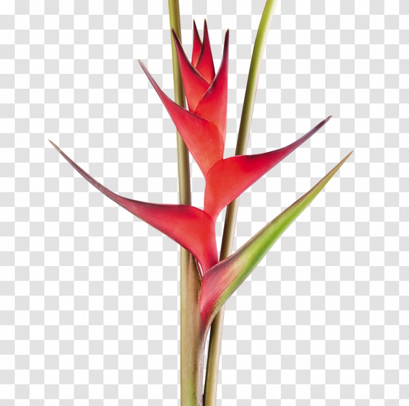 Heliconia Bihai Cut Flowers Tropics Plant Stem - Latispatha - Flower Transparent PNG