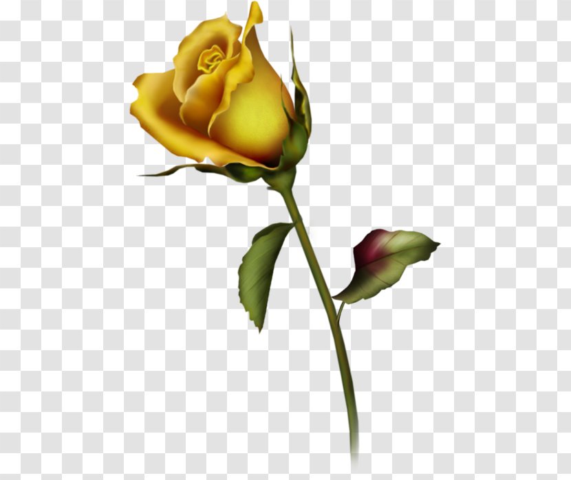 Rose Yellow Free Content Clip Art - Computer - Bud Cliparts Transparent PNG