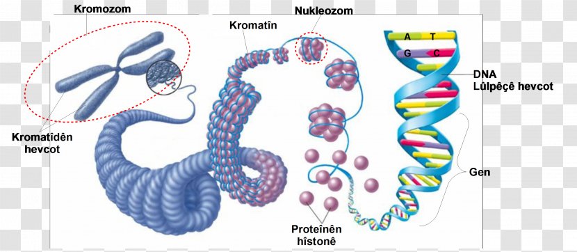 Eukaryotic Chromosome Structure DNA Cell Nucleic Acid - Frame - Science Transparent PNG