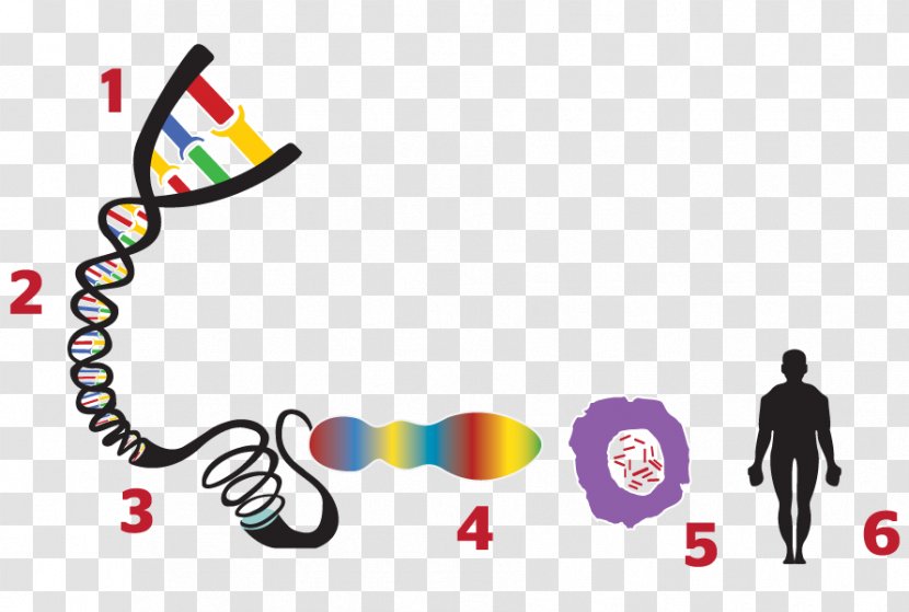 ENCODE Gene Genome Cell Heredity - Brand - Logo Transparent PNG