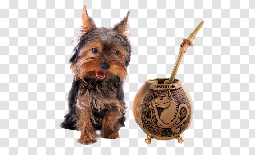 Yorkshire Terrier Australian Silky Puppy Companion Dog - Vulnerable Native Breeds Transparent PNG