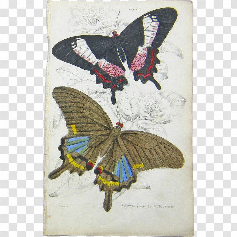 Butterfly Insect Drawing Cethosia Cyane Transparent PNG