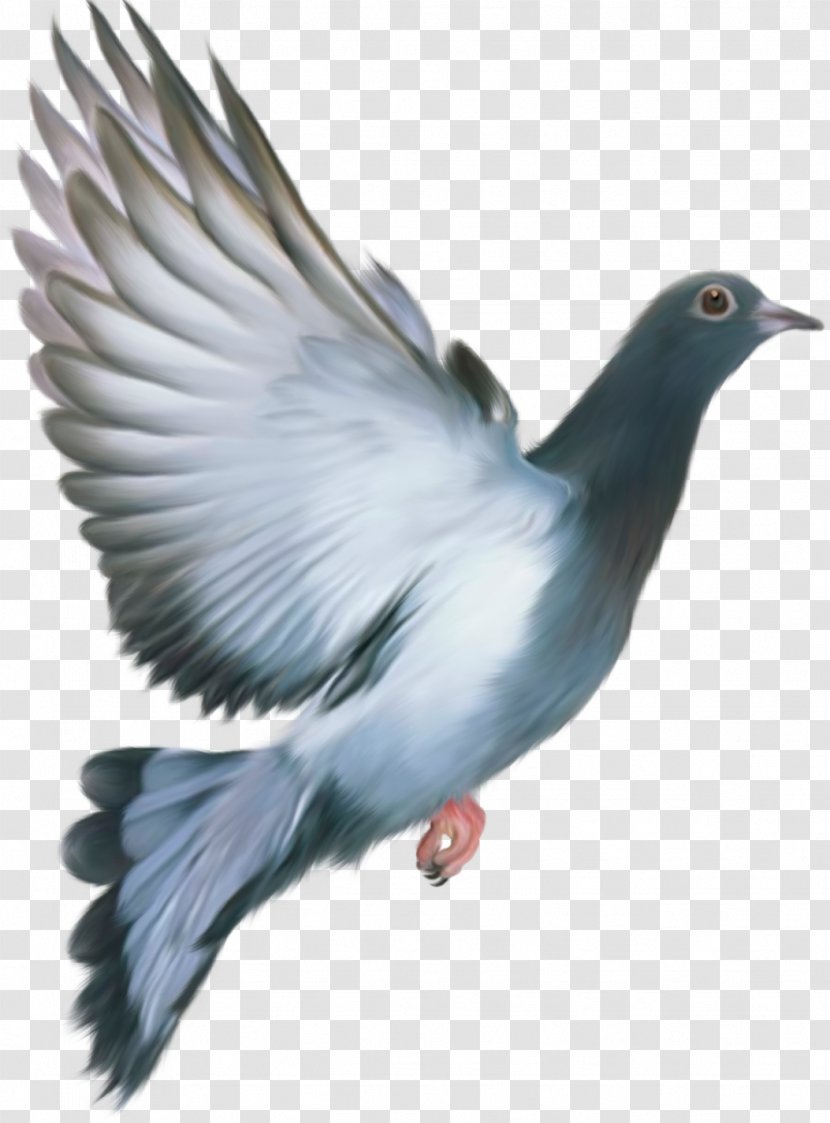 Homing Pigeon Columbidae Bird Feral Flight - Seabird - Image Transparent PNG