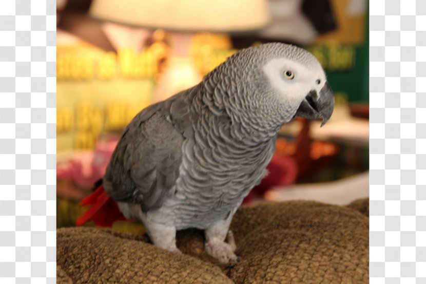 Budgerigar Lovebird Parakeet Pet Beak - Parrot Transparent PNG