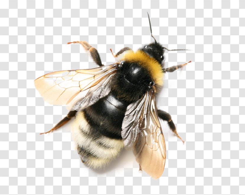 Bee Insect Bombus Terrestris Pascuorum Hortorum - Pollinator - Honey Transparent PNG