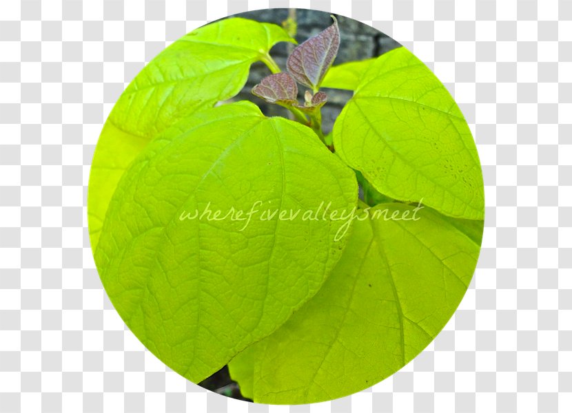 Leaf - Plant Transparent PNG