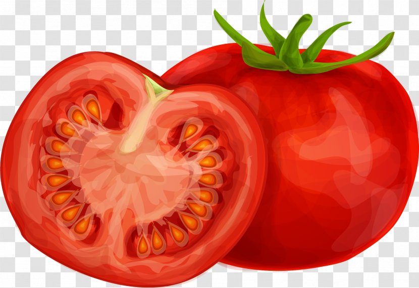 Cherry Tomato Vegetable Drawing Transparent PNG
