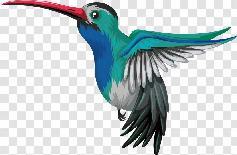 Hummingbird Drawing Illustration - Bird - Vector Lovely Blue Parrot Transparent PNG