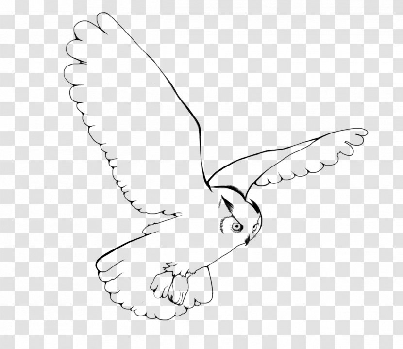 Snowy Owl Bird Drawing Clip Art - Frame - Flying Transparent PNG