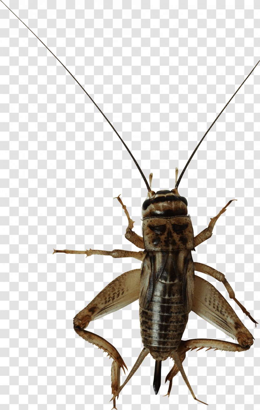 Insect Cricket Flour Field Entomophagy - Papua New Guinea National Team - Bug Image Transparent PNG