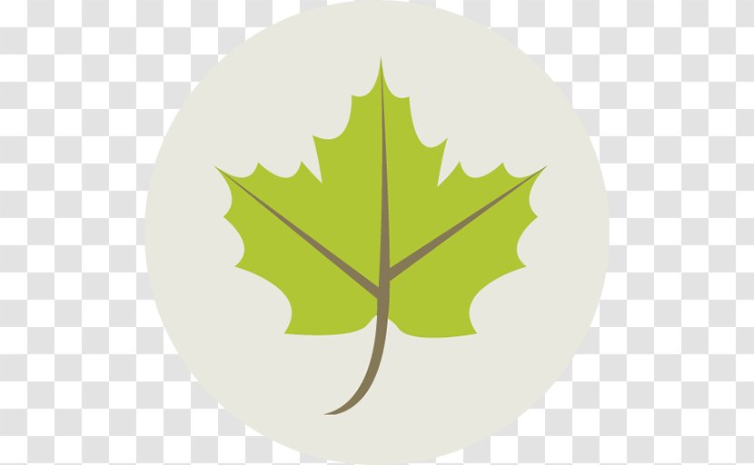 Maple Leaf - Tree - 50 Transparent PNG