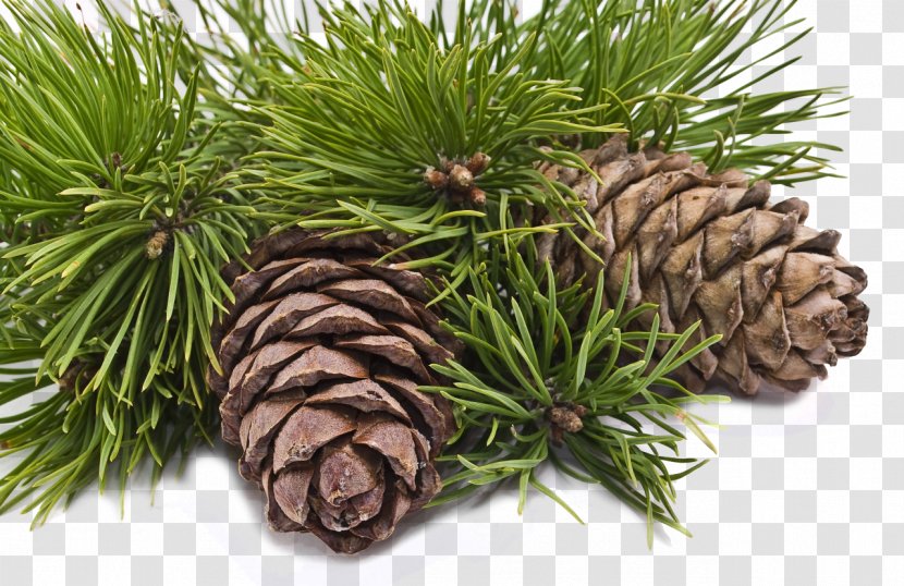 Conifer Cone Pine Pinus Sibirica Tree Cedar - Lindens - Cones Transparent PNG