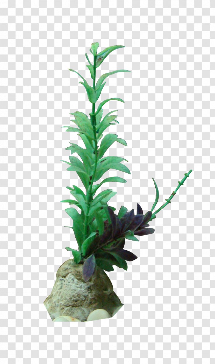 Seaweed Gratis - Tree - Grass Transparent PNG