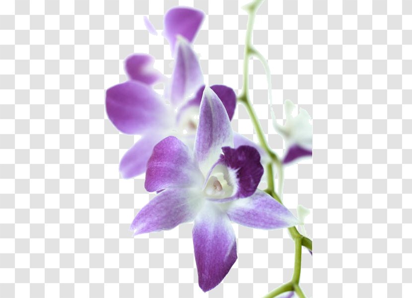 Wedding Invitation Orchids Flower Tulip Plant - Moth Orchid - Purple Transparent PNG