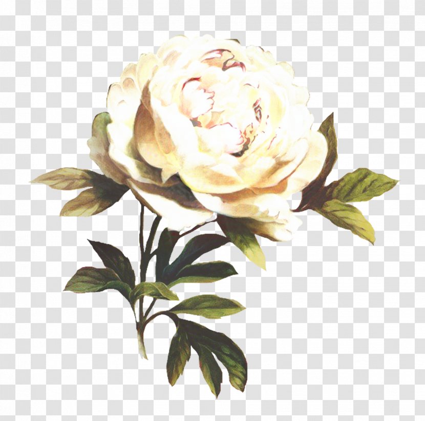 Garden Roses Cabbage Rose Floribunda Cut Flowers Floral Design - Plant Stem Transparent PNG