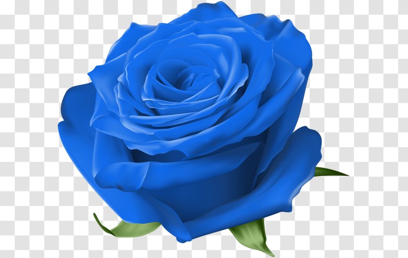 Blue Rose Garden Roses Centifolia Floribunda Transparent PNG