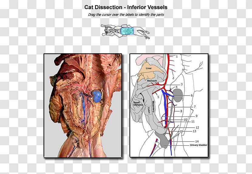 Blood Vessel Cat Anatomy Dissection Human - Tree - Cartoon Transparent PNG