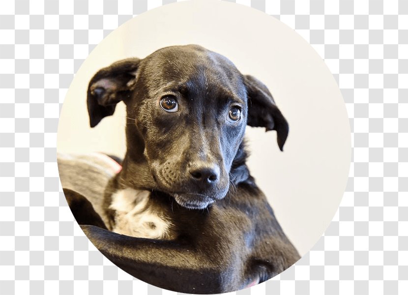 Dog Breed Treeing Tennessee Brindle Mountain Cur Plott Hound Animal Rescue Group - Like Mammal - Pet Adoption Transparent PNG
