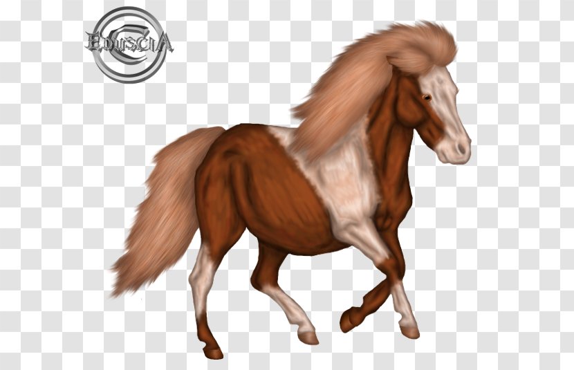 Mustang Stallion Foal Colt Mare - Mammal Transparent PNG