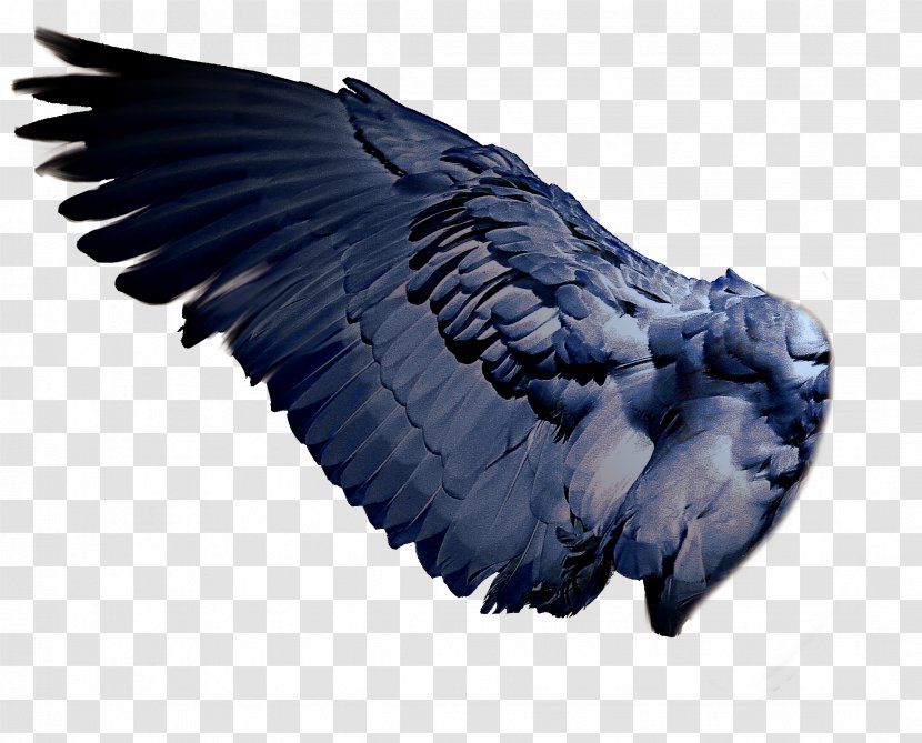 Bird Wing - Waterfowl - Wings Transparent PNG